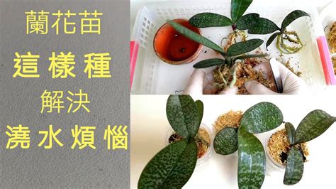 種植蘭花材料|蘭花種植材料使用指南：水苔、樹皮等，使用步驟全攻略 